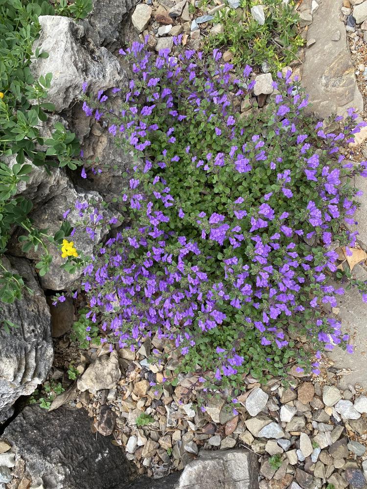 Photo of Alpine Basil Thyme (Acinos alpinus) uploaded by SL_gardener