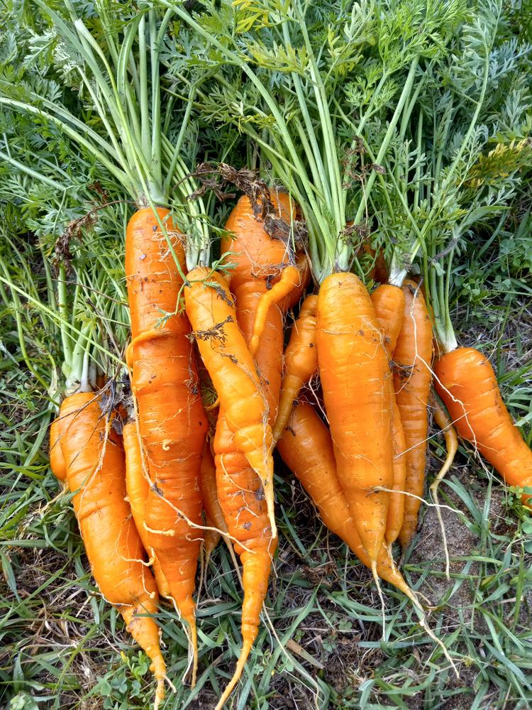 Photo of Carrot (Daucus carota var. sativus 'Scarlet Nantes') uploaded by farmerdill