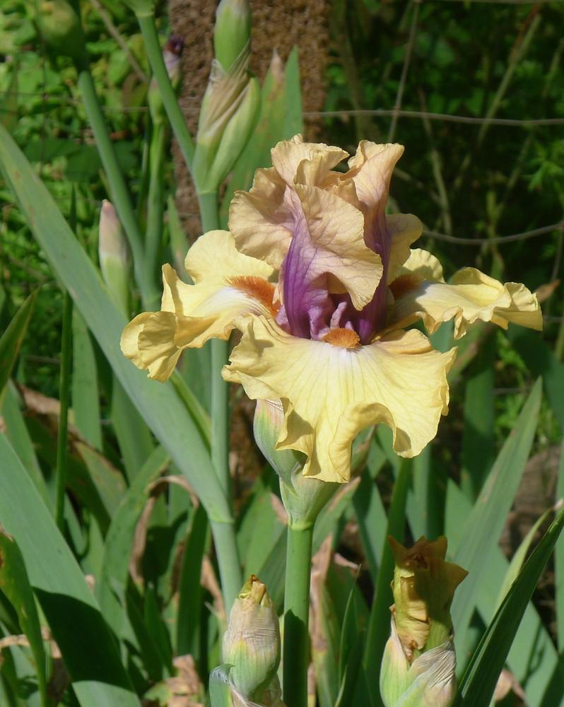 Photo of Tall Bearded Iris (Iris 'Desert Moth') uploaded by janwax