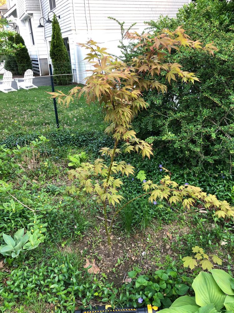 Photo of Japanese Maple (Acer palmatum var. amoenum 'O Sakazuki') uploaded by rjtepper
