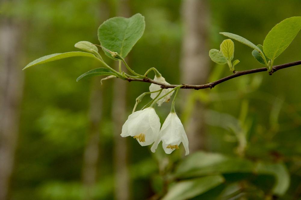 Photo of Two-Wing Silverbell (Halesia diptera 'Magniflora') uploaded by scvirginia