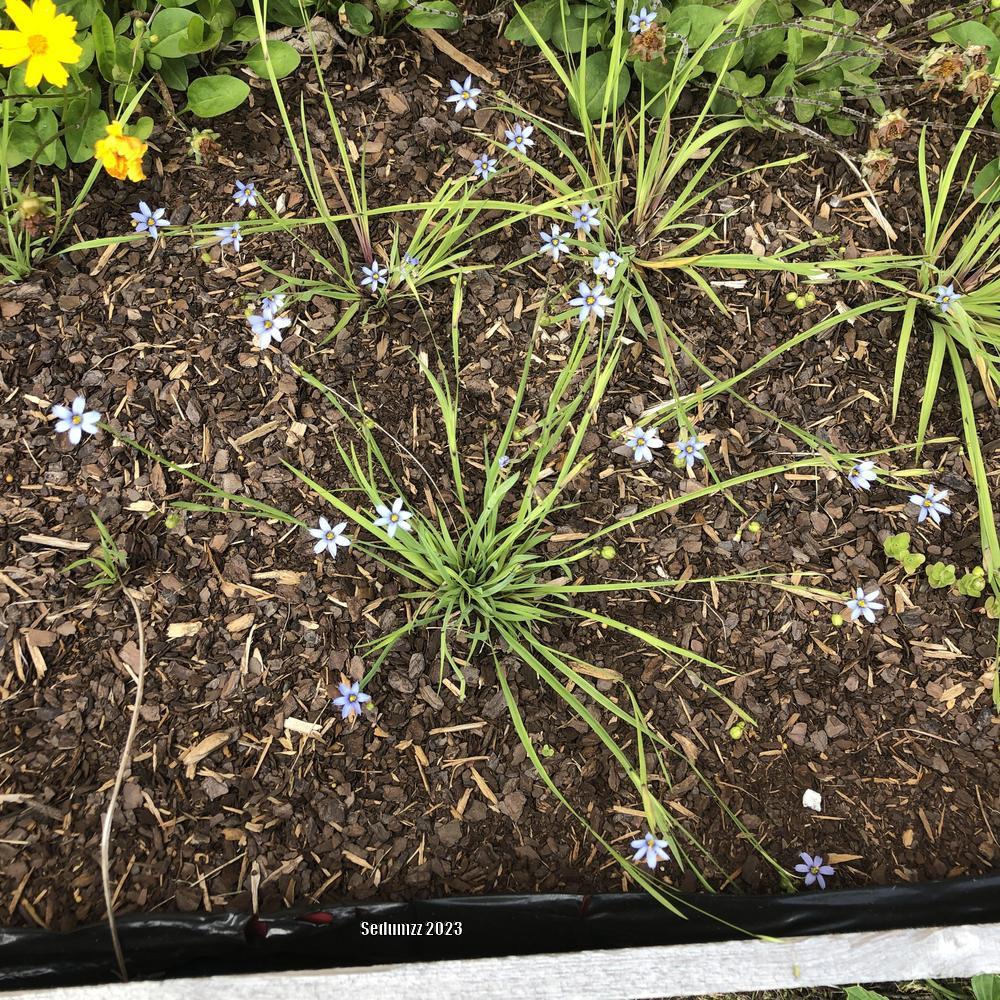 Photo of Narrowleaf Blue-Eyed Grass (Sisyrinchium angustifolium) uploaded by sedumzz