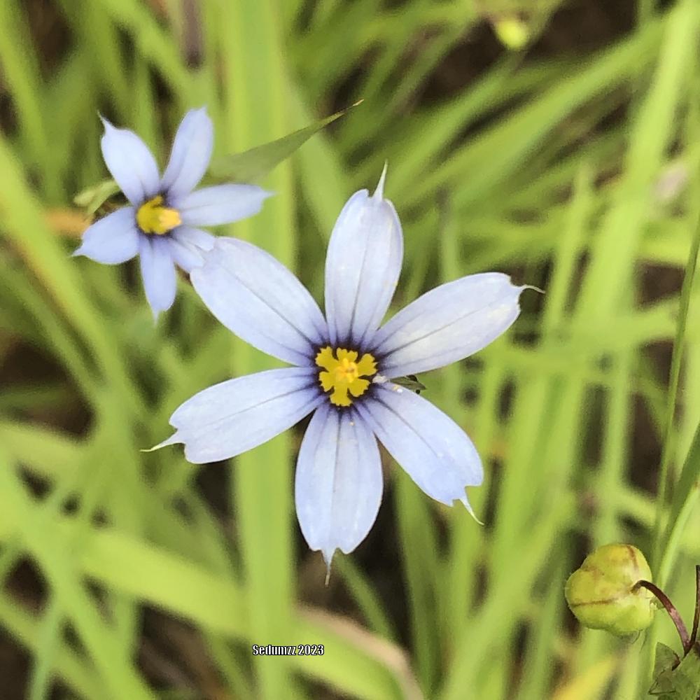 Photo of Narrowleaf Blue-Eyed Grass (Sisyrinchium angustifolium) uploaded by sedumzz