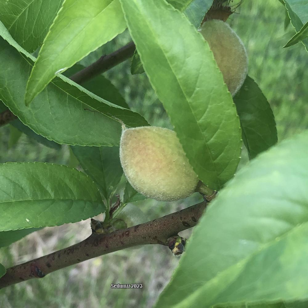 Photo of Peaches (Prunus persica) uploaded by sedumzz
