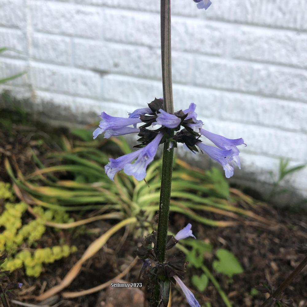 Photo of Lyreleaf Sage (Salvia lyrata) uploaded by sedumzz