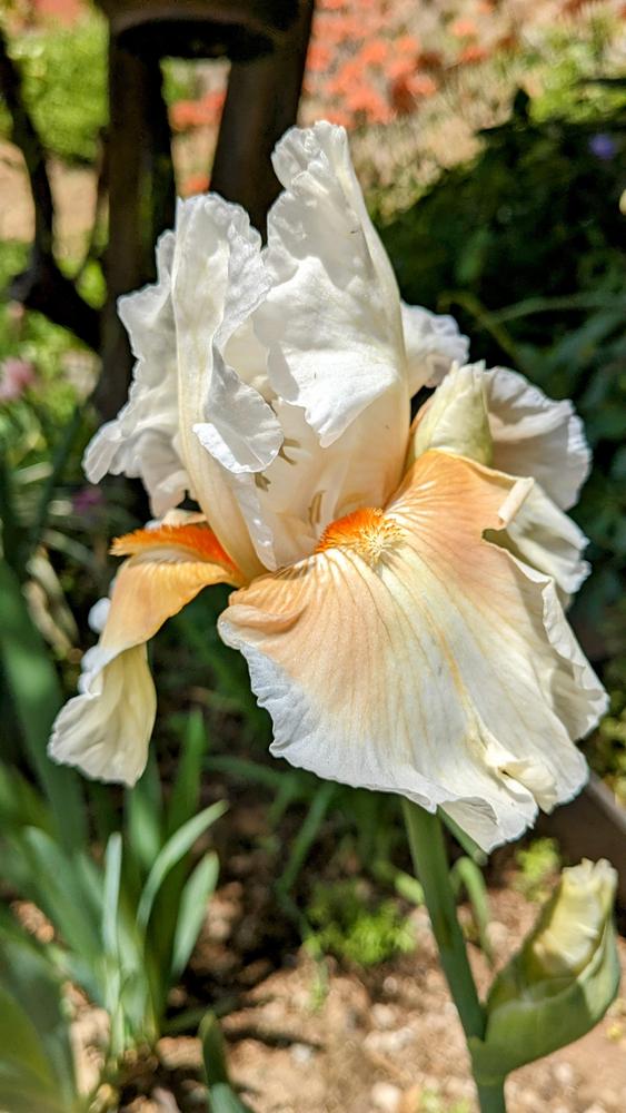 Photo of Tall Bearded Iris (Iris 'Coral Chalice') uploaded by AlmaCannon