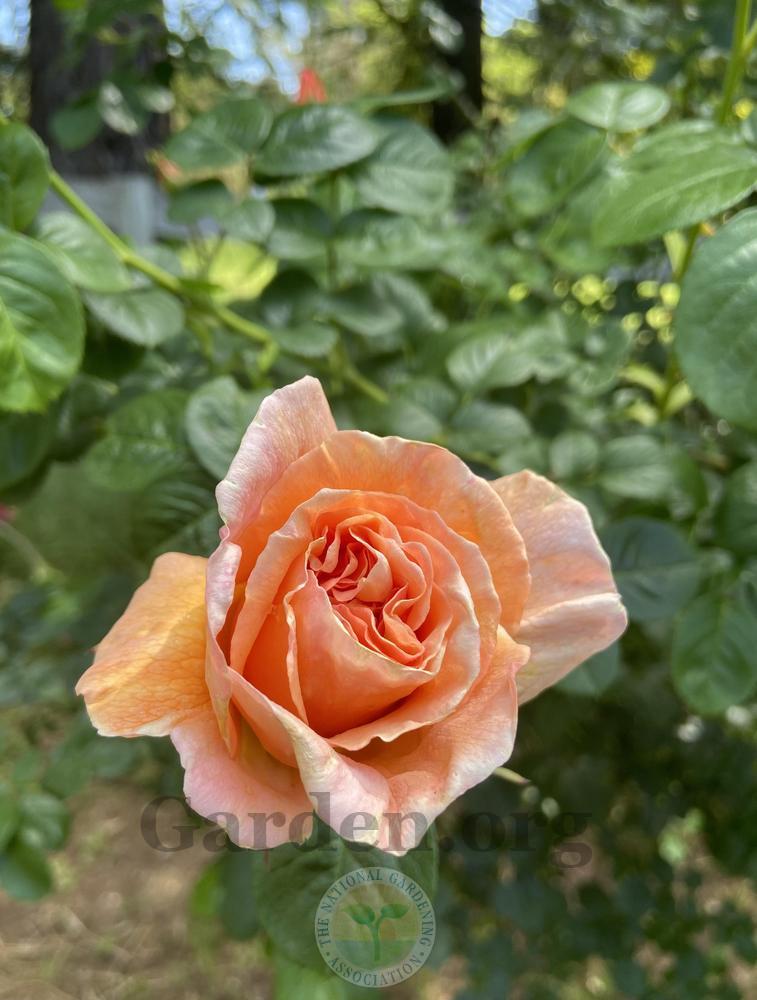Photo of Rose (Rosa 'Polka') uploaded by Calif_Sue