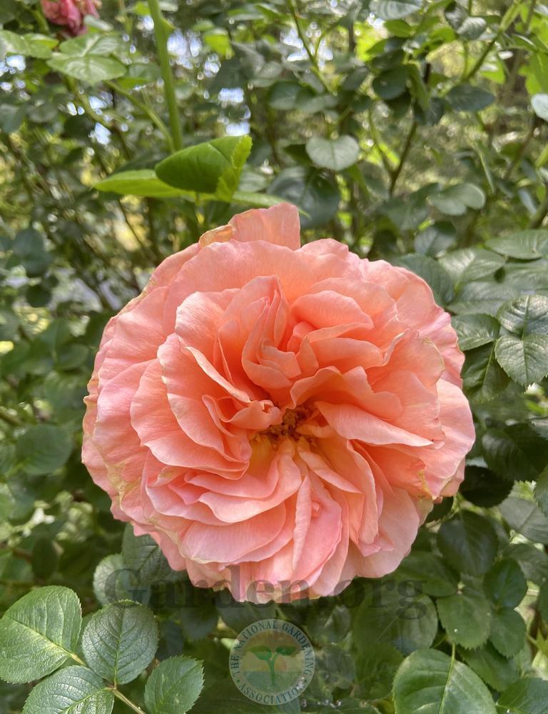Photo of Rose (Rosa 'Polka') uploaded by Calif_Sue