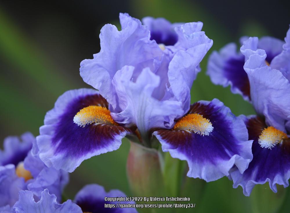 Photo of Standard Dwarf Bearded Iris (Iris 'Thimble') uploaded by Valery33