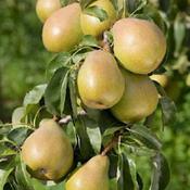 http://clairehiggins.com/plant-garden-images/34/pears