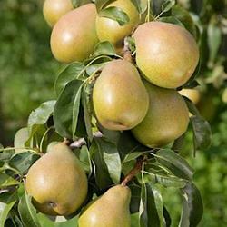 Location: Essex or Suffolk, England
Date: autumn
http://clairehiggins.com/plant-garden-images/34/pears