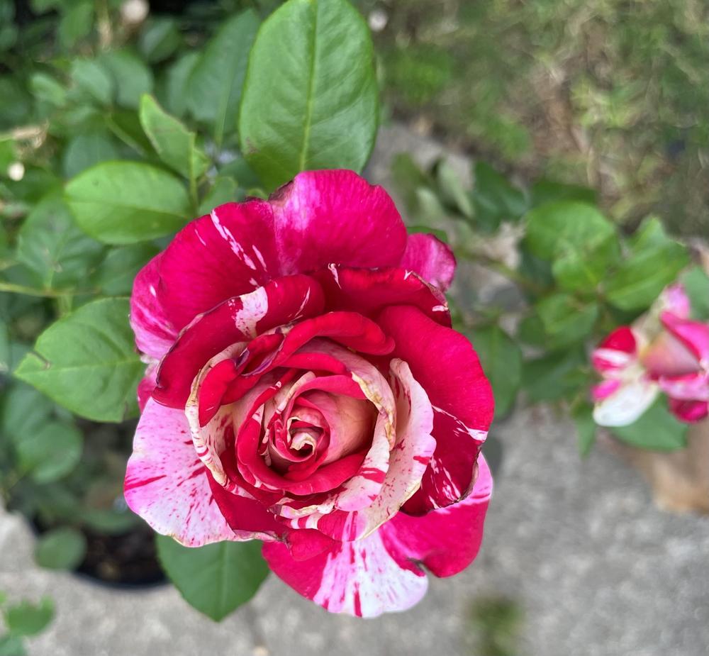 Photo of Rose (Rosa 'Neil Diamond') uploaded by KatWoytek