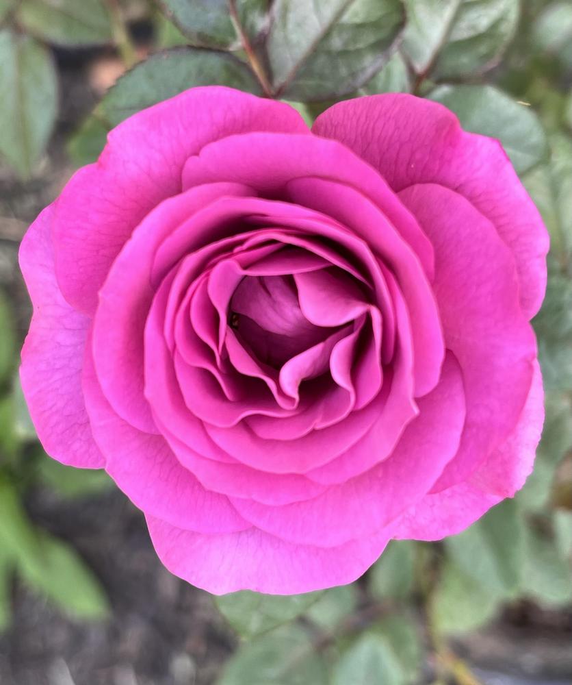 Photo of Rose (Rosa 'Plum Perfect') uploaded by KatWoytek