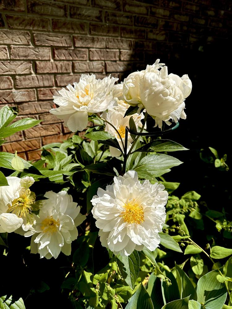 Photo of Peony (Paeonia lactiflora 'Miss America') uploaded by Pupjr