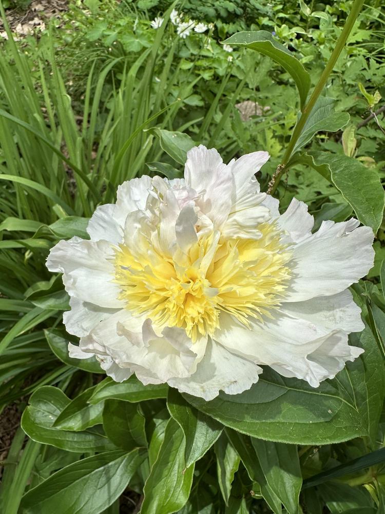 Photo of Peony (Paeonia lactiflora 'Honey Gold') uploaded by Pupjr
