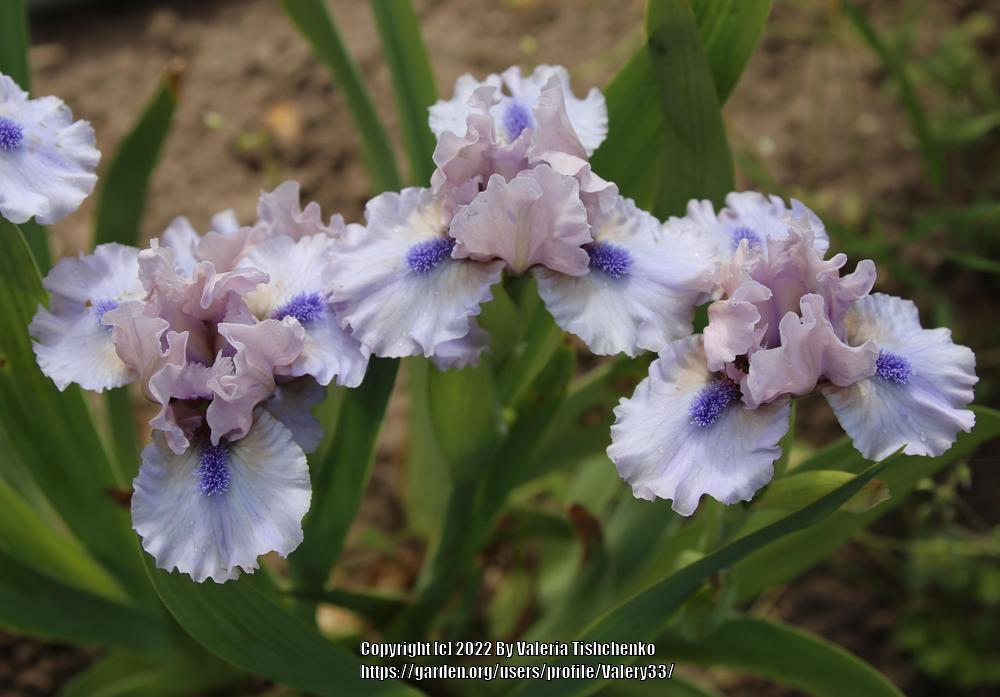 Photo of Standard Dwarf Bearded Iris (Iris 'Breathtaking') uploaded by Valery33