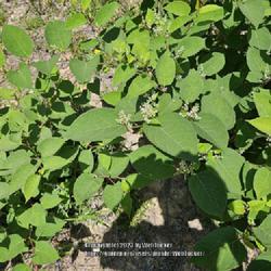 Location: Southern Pines, NC (SW Broad)
Date: May 10, 2023
Japanese Knotweed #29; RAB p. 415, 63-6 -23; LHB p. 348, "Greek f