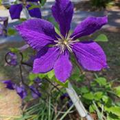 Clematis #45 nn;  LHB page 391, 70-4, "A Greek name for a climbin