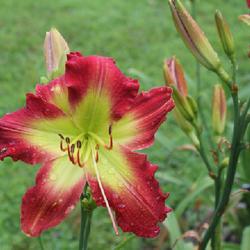 Location: Madisonville, KY
Date: 2018-06-14
Photo by Teaguewood Daylilies, posted with permission