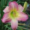 Photo by Teaguewood Daylilies, posted with permission