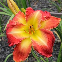 Location: Madisonville, KY
Date: 2014-07-18
Photo by Teaguewood Daylilies, posted with permission