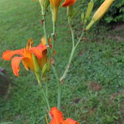 Location: Madisonville, KY
Date: 2016-06-26
Photo by Teaguewood Daylilies, posted with permission