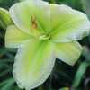 Photo by Teaguewood Daylilies, posted with permission