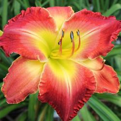 Location: Madisonville, KY
Date: 2015-06-15
Photo by Teaguewood Daylilies, posted with permission