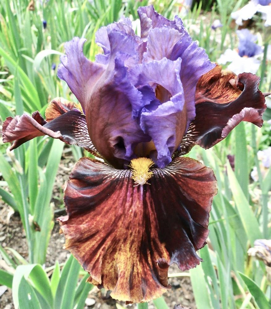 Photo of Tall Bearded Iris (Iris 'Dewuc Whatic') uploaded by golden_goddess