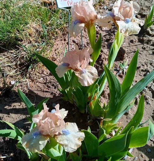 Photo of Standard Dwarf Bearded Iris (Iris 'Ahwahnee Princess') uploaded by scary1785