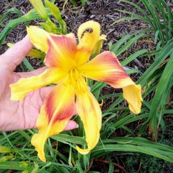 Location: My yard in Youngsville Louisiana zone 9
Date: 2023-05-10
True 9" flower taken with my hand for comparison .