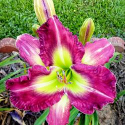 Location: My yard in Youngsville Louisiana zone 9
Date: 2023-05-04
This beauty lives up to its whopping 8" flower. It looks bigger b