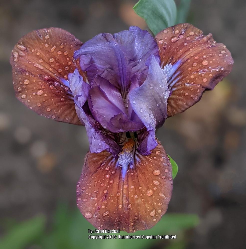 Photo of Standard Dwarf Bearded Iris (Iris 'Flirting Again') uploaded by Artsee1