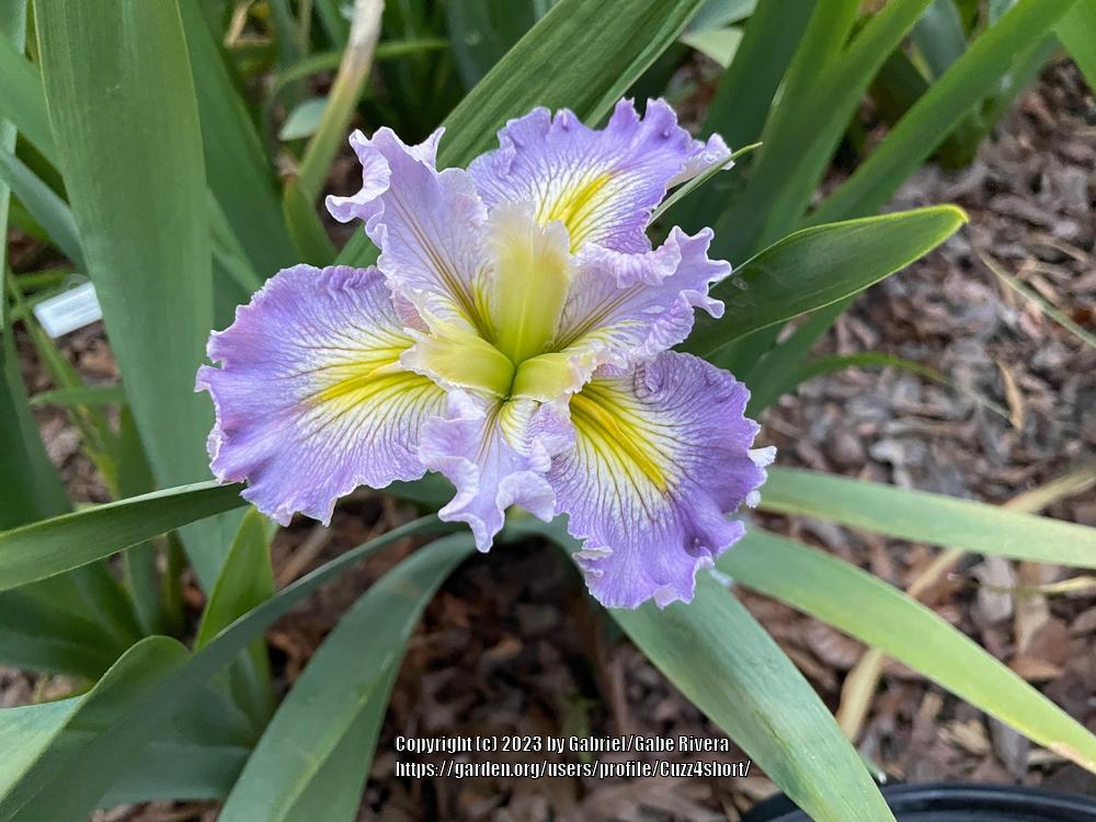 Photo of Louisiana Iris (Iris 'Nancy Tichborne') uploaded by Cuzz4short