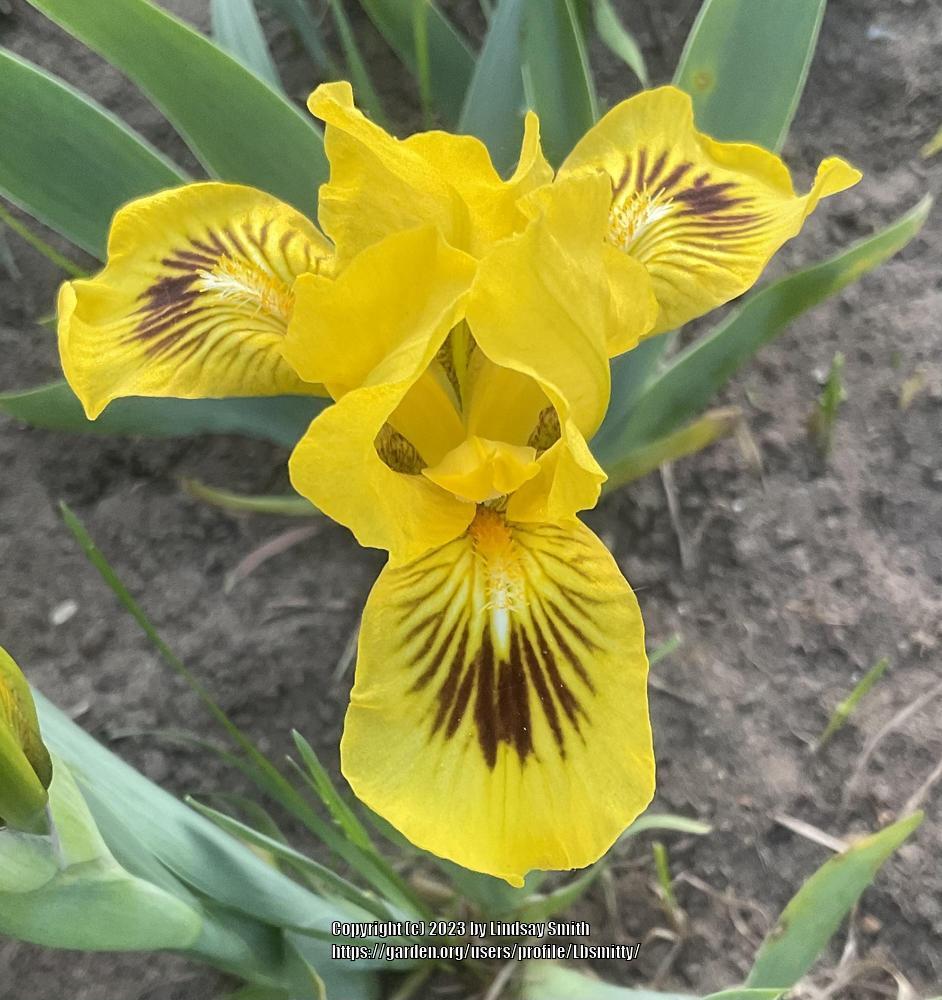 Photo of Standard Dwarf Bearded Iris (Iris 'Eyebright') uploaded by Lbsmitty