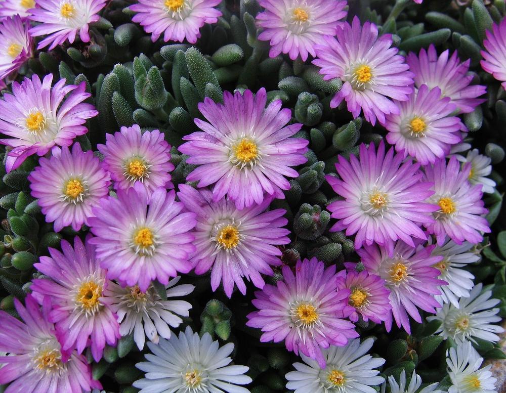 Photo of Ice Plant (Delosperma Hot Cakes® Fig Fusion) uploaded by Maryl