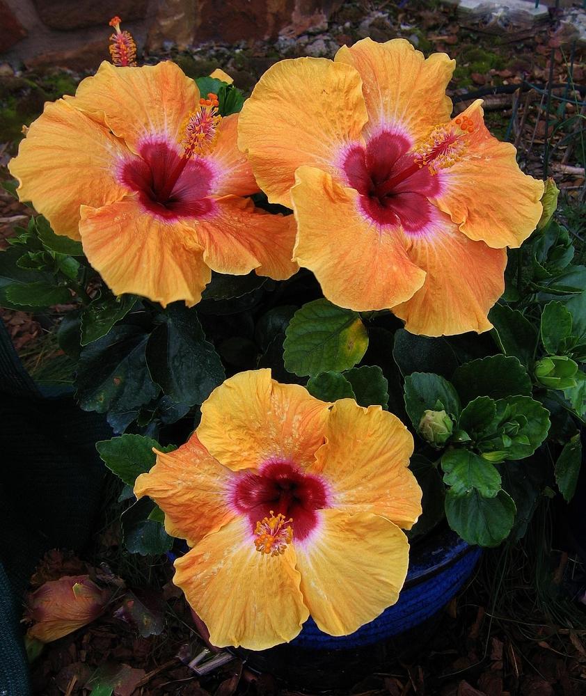Photo of Tropical Hibiscus (Hibiscus rosa-sinensis  Hollywood® Disco Diva™) uploaded by Maryl