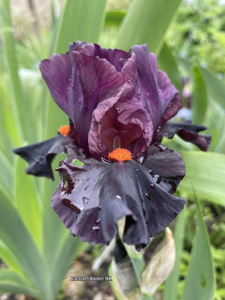Photo of Intermediate Bearded Iris (Iris 'Garnet Slippers') uploaded by RachaelHunter