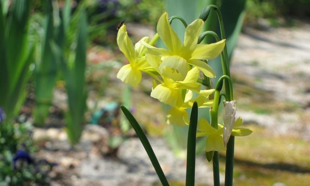 Photo of Triandrus Daffodil (Narcissus 'Hawera') uploaded by scvirginia