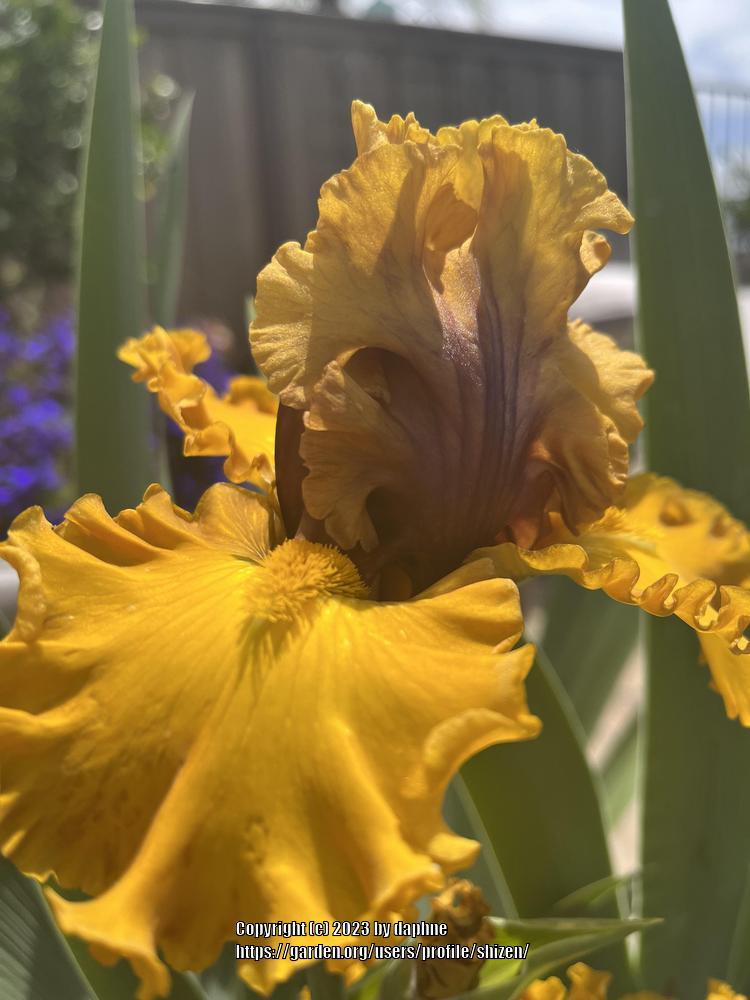 Photo of Tall Bearded Iris (Iris 'Wealth') uploaded by shizen