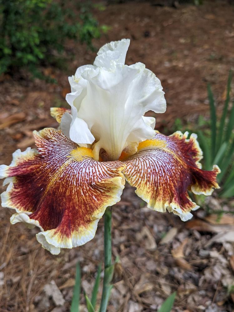 Photo of Tall Bearded Iris (Iris 'Wonders Never Cease') uploaded by DixieSwede