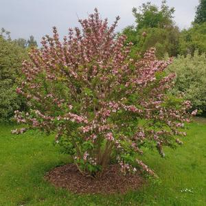 A big and sturdy shrub covered in pink flowers. Lovely and hardy 