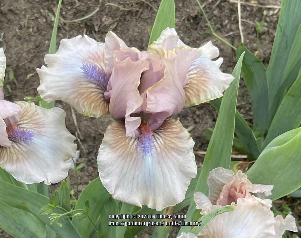 Photo of Standard Dwarf Bearded Iris (Iris 'Baby Soft') uploaded by Lbsmitty