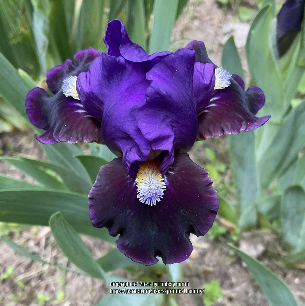 Photo of Standard Dwarf Bearded Iris (Iris 'Pulsator') uploaded by Lbsmitty