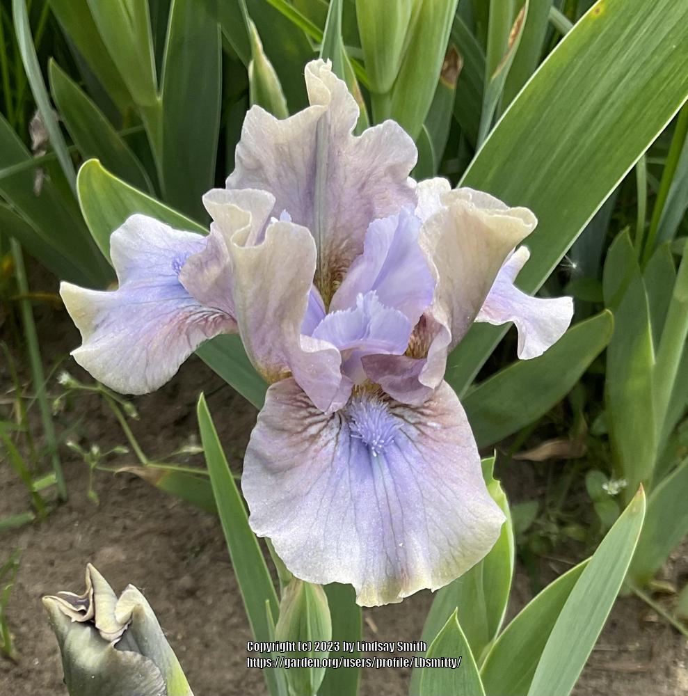 Photo of Standard Dwarf Bearded Iris (Iris 'Inner Space') uploaded by Lbsmitty