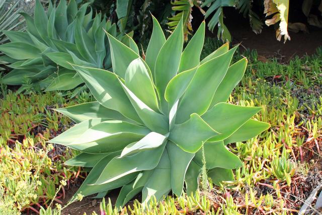 Photo of Foxtail Agave (Agave attenuata) uploaded by RuuddeBlock