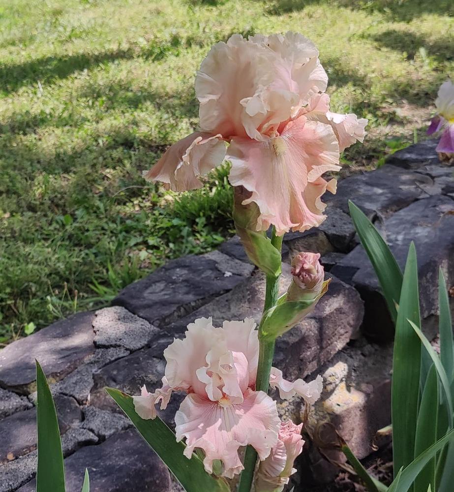 Photo of Tall Bearded Iris (Iris 'Shy Girl') uploaded by ScarletBandit