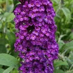Location: Southern Pines, NC (Boyd House garden)
Date: May 13, 2023
Butterfly bush #56nn; LHB page 803, 167-3, "After Adam Buddle, 16