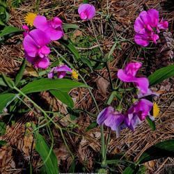 Location: Southern Pines, NC
Date: May 13, 2023
Perennial everlasting pea #279; RAB p. 634, 98-38-4;  AG page 143