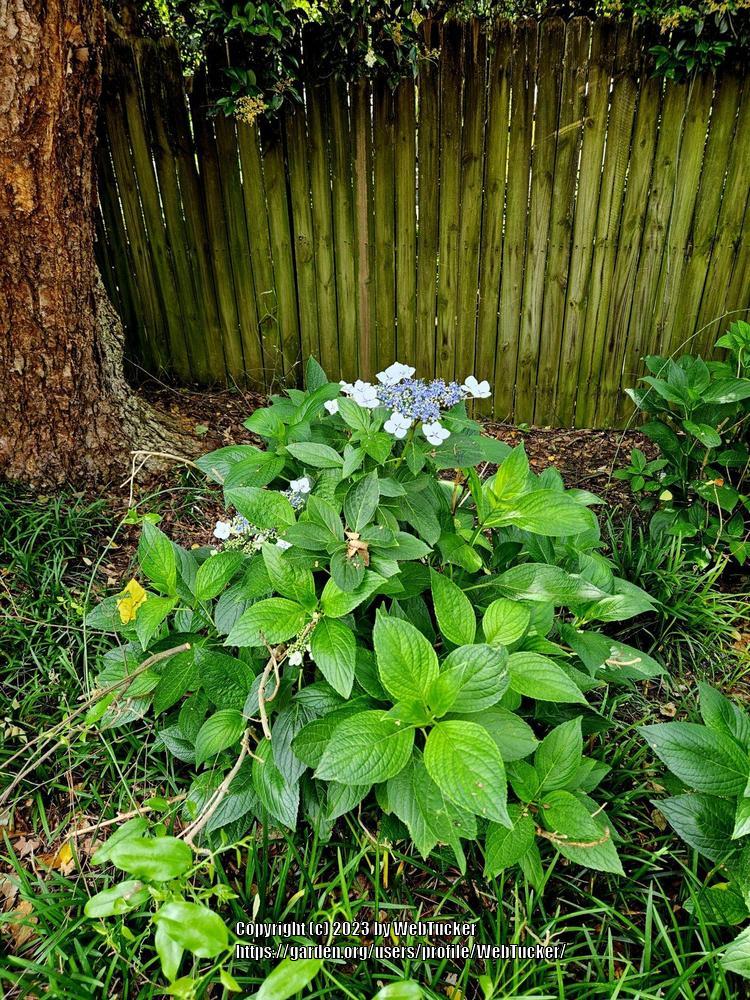 Photo of Bigleaf Hydrangea (Hydrangea macrophylla) uploaded by WebTucker